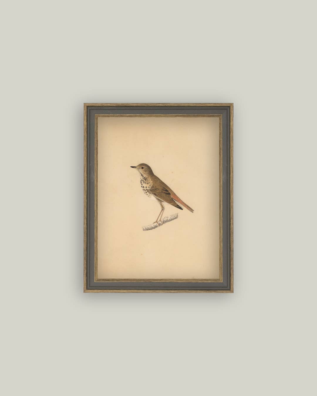 Antique Bird Framed Canvas Art 4x6