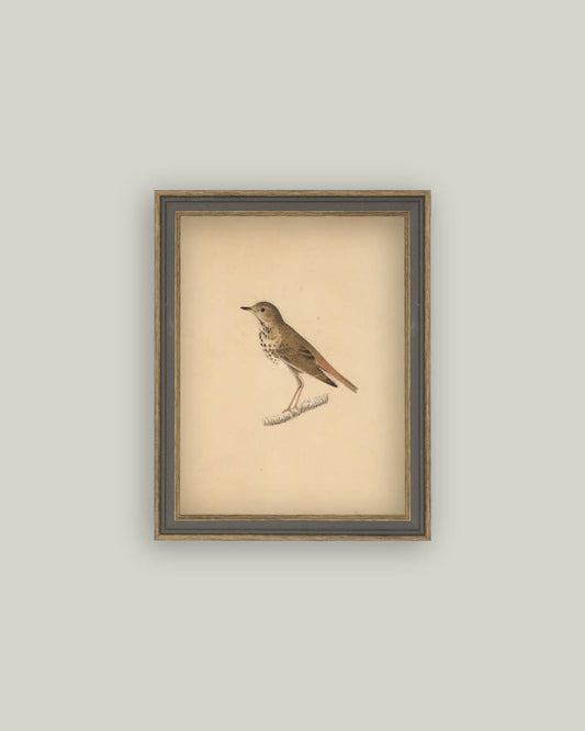 Antique Bird Framed Canvas Art 4x6